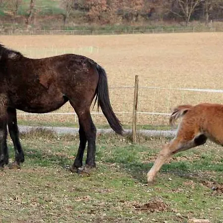 Séjour à la ferme Ferme Equestre Les Coccinelles