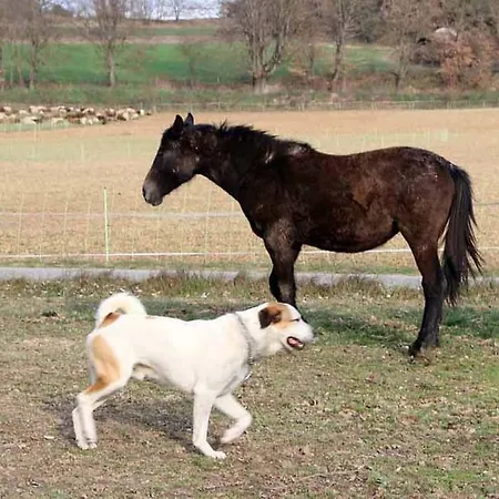 Ferme Equestre Les Coccinelles Farm stay Lurs