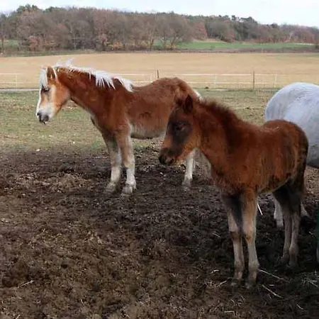 Farm stay Ferme Equestre Les Coccinelles *