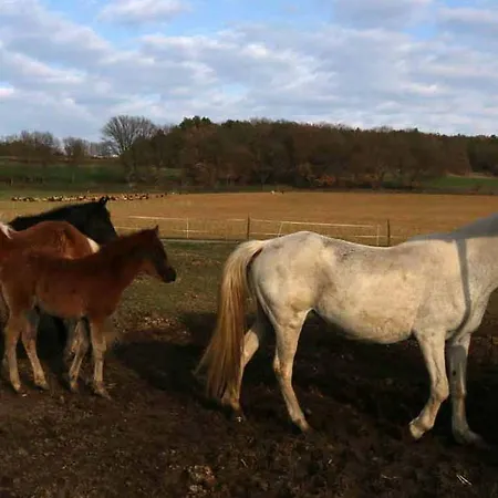 Farm stay Ferme Equestre Les Coccinelles Lurs